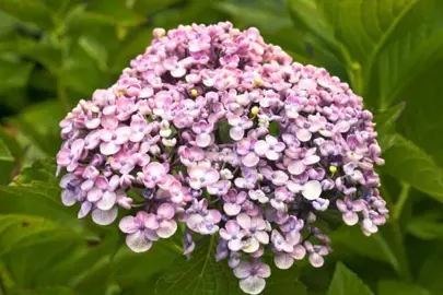 hydrangea-ayesha--2