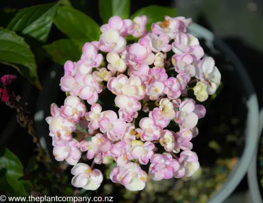 hydrangea-ayesha-