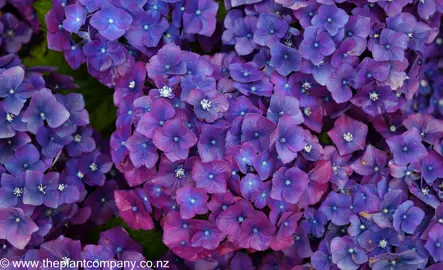 Beautiful purple flowers on the Hydrangea Bloody Marvellous.