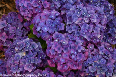 Purple flowers on Hydrangea Bloody Marvellous.