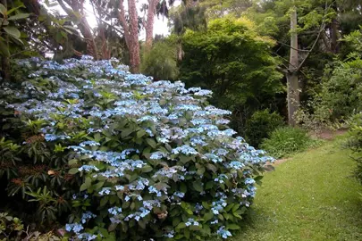 hydrangea-blue-deckle-