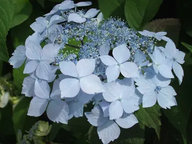 hydrangea-serrata-blue-deckle-1