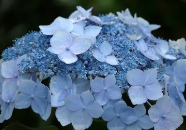 hydrangea-blue-deckle-2