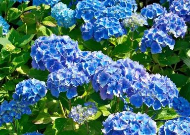 hydrangea-blue-diamond-