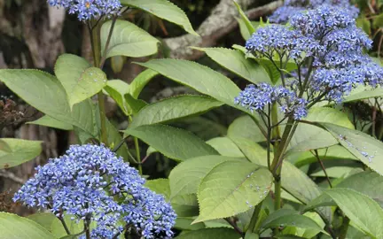 Hydrangea 'Blue Star' flower.