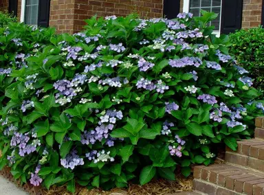 hydrangea-blue-wave-