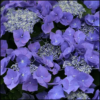 hydrangea-blue-wave-1