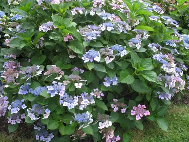 hydrangea-blue-wave-2