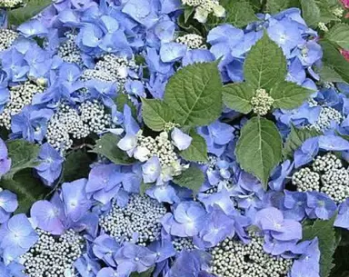 hydrangea-blueberries-and-cream--1