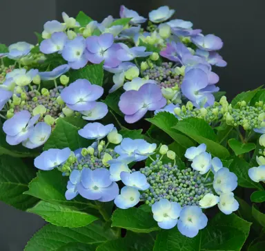 Hydrangea 'Blueberries and Cream' stunning blue flower with lush, green foliage.
