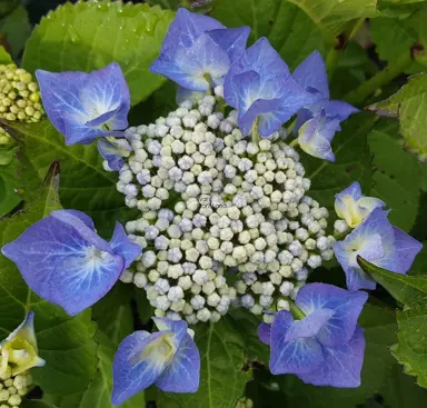 hydrangea-blueberries-and-cream-