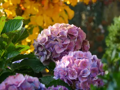 hydrangea-bodensee--1