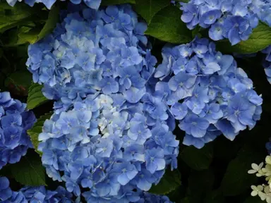 hydrangea-bodensee--2