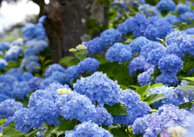 hydrangea-bodensee--3