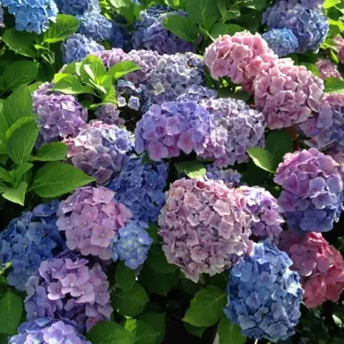 hydrangea-bodensee-