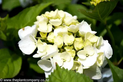 hydrangea-bridal-bouquet--2