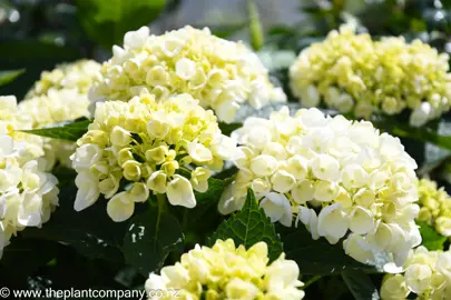 hydrangea-bridal-bouquet--3