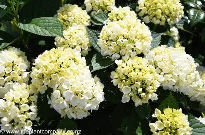 hydrangea-bridal-bouquet--4
