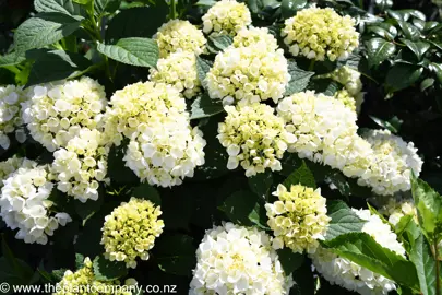 hydrangea-bridal-bouquet--5