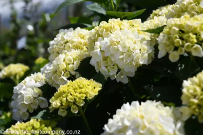 hydrangea-bridal-bouquet--6