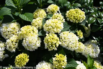 hydrangea-bridal-bouquet--7