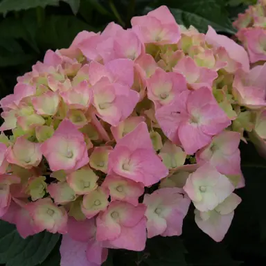 hydrangea-brilliant-