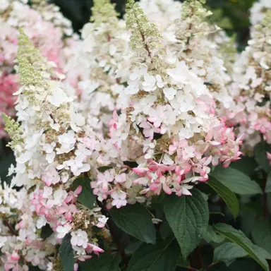 hydrangea-candlelight--1