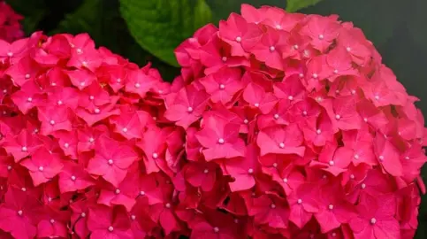 Hydrangea 'Charm' red flowers.