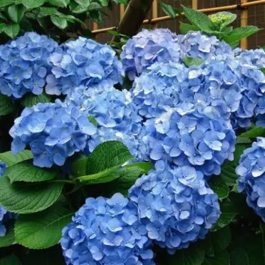 hydrangea-flower-master-blue-