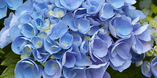 hydrangea-flower-master-blue-1