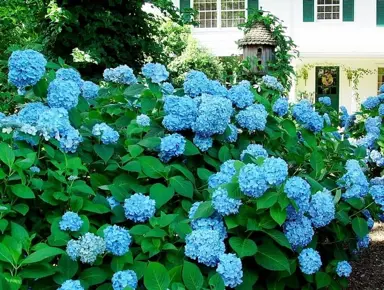 hydrangea-flower-master-blue-2