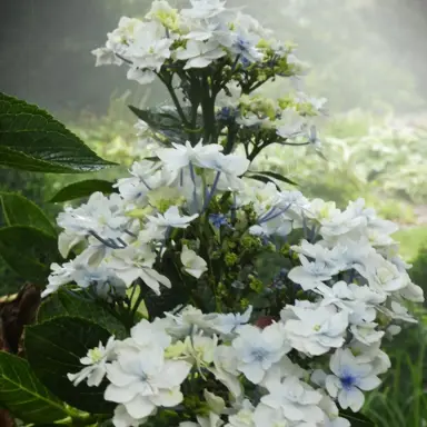 hydrangea-fuji-waterfall-