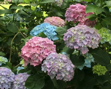 hydrangea-garten-baudirektor-kuhnert-