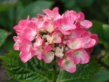 Hydrangea 'General Patton' pink flowers.