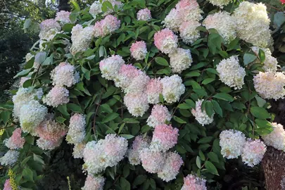 hydrangea-grandiflora--1