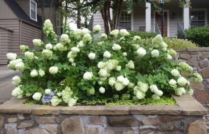 hydrangea-grandiflora--2