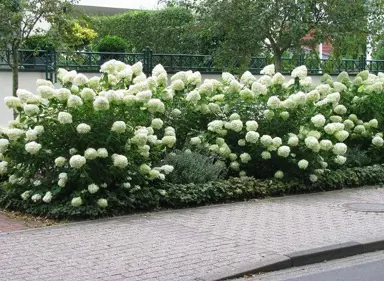 hydrangea-grandiflora--3