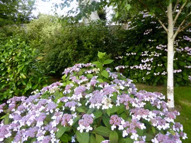 Hydrangea 'Grayswood' shrub with blue flowers.