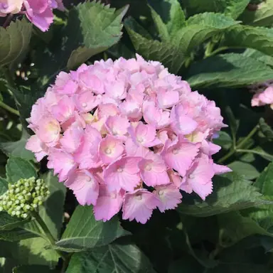 Hydrangea 'Hadfield Rose' pink flowers.