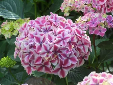 Hydrangea 'Harlequin' flower.