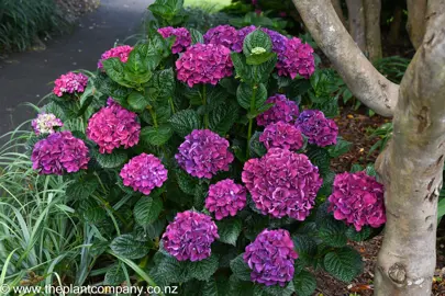 Hydrangea 'Hornli' plant with dark pink flowers and lush green foliage.