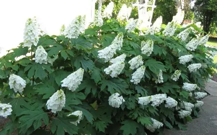 hydrangea-ice-crystals-