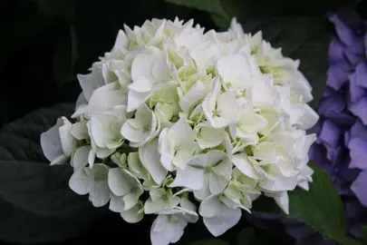 Hydrangea 'Le Cygne' white flower.