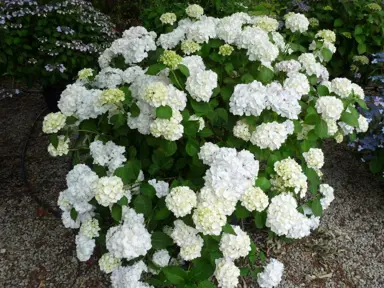 Hydrangea 'Le Cygne' large shrub with white flowers.