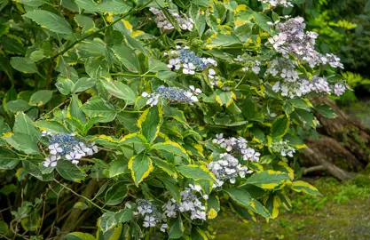 A Hydrangea 'Lemon Wave' shrub with variegated leaves and dark blue flowers.
