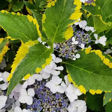Hydrangea 'Lemon Wave' plant with variegated leaves and dark blue flowers.