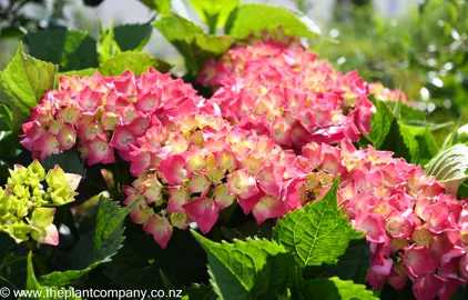 hydrangea-leuchtfeuer--1