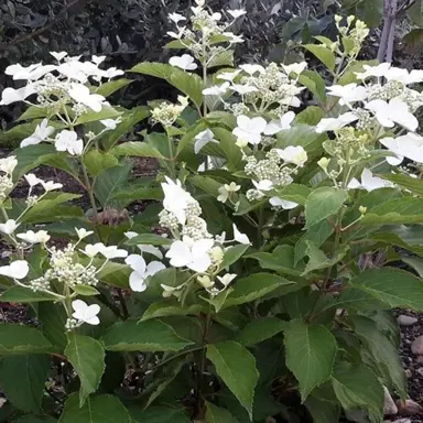 hydrangea-levana-