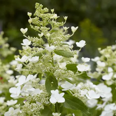 hydrangea-levana-1