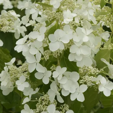 hydrangea-levana-2